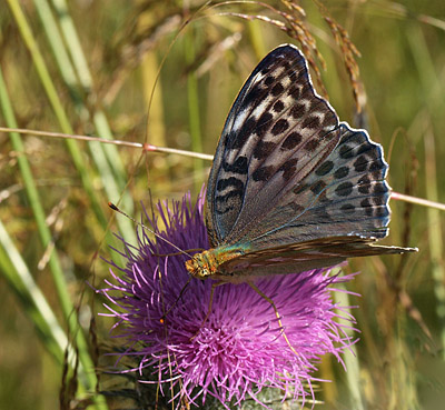 Kejserkåbe, Argynnis paphia hun, form: valezina. Ganneskov, Stevns. d. 12 juli 2011. Fotograf: Lars Andersen