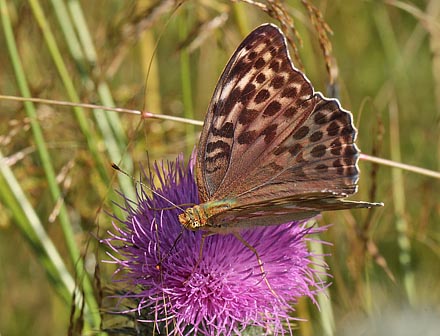 Kejserkbe, Argynnis paphia hun, form: valezina. Ganneskov, Stevns. d. 12 juli 2011. Fotograf: Lars Andersen