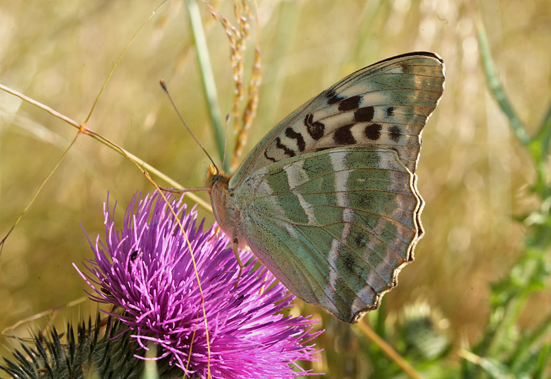 Kejserkbe, Argynnis paphia hun, form: valezina. Ganneskov, Stevns. d. 12 juli 2011. Fotograf: Lars Andersen