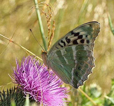 Kejserkåbe, Argynnis paphia hun, form: valezina. Ganneskov, Stevns. d. 12 juli 2011. Fotograf: Lars Andersen