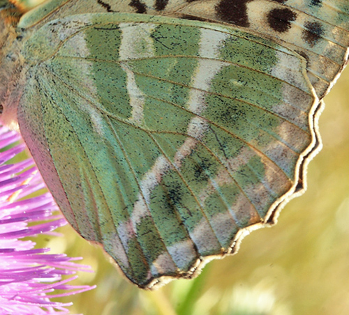 Kejserkåbe, Argynnis paphia hun, form: valezina. Ganneskov, Stevns. d. 12 juli 2011. Fotograf: Lars Andersen