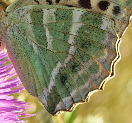 Kejserkbe, Argynnis paphia hun, form: valezina. Ganneskov, Stevns. d. 12 juli 2011. Fotograf: Lars Andersen