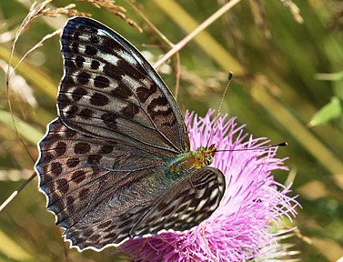 Argynnis (Argynnis) paphia (Linnaeus, 1758) female, f. valesina. Ganneskov. d 12 juli 2011. Photographer; Lars Andersen