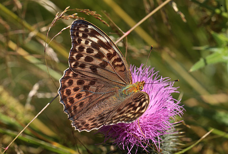 Kejserkbe, Argynnis paphia hun, form: valezina. Ganneskov, Stevns. d. 12 juli 2011. Fotograf: Lars Andersen
