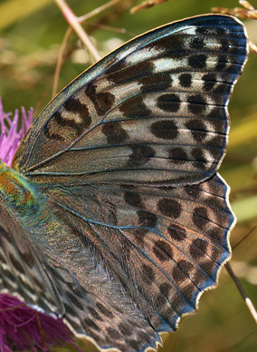 Argynnis (Argynnis) paphia (Linnaeus, 1758) female, f. valesina. Ganneskov. d 12 juli 2011. Photographer; Lars Andersen