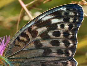 kejserkbe, Argynnis (Argynnis) paphia (Linnaeus, 1758) hun, f. valesina. Ganneskov. d 12 juli 2011. Photographer; Lars Andersen