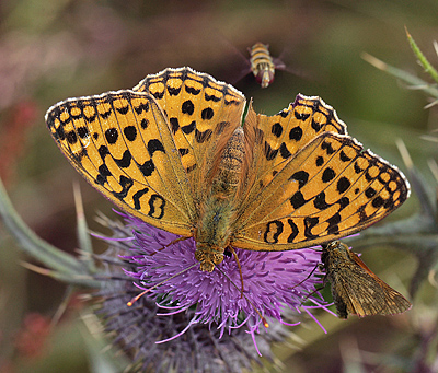 Skovperlemorsommerfugl, Argynnis adippe hun. Tureby, stsjlland. 12 juli 2011. Fotograf: Lars Andersen