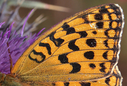 Skovperlemorsommerfugl, Argynnis adippe hun. Ganneskov, Stevns. 12 juli 2011. Fotograf: Lars Andersen