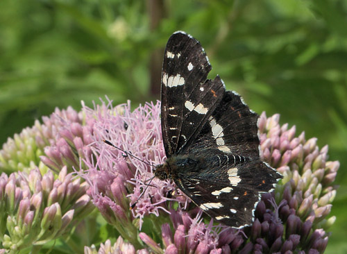 Nldesommerfugl, Araschina levana. Grevindeskov, Sjlland, d. 12 juli 2011. Fotograf Lars Andersen