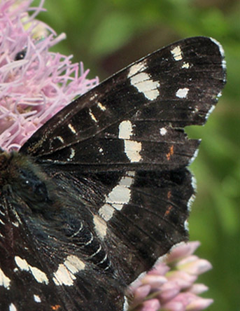 Nldesommerfugl, Araschina levana. Grevindeskov, Sjlland, d. 12 juli 2011. Fotograf Lars Andersen