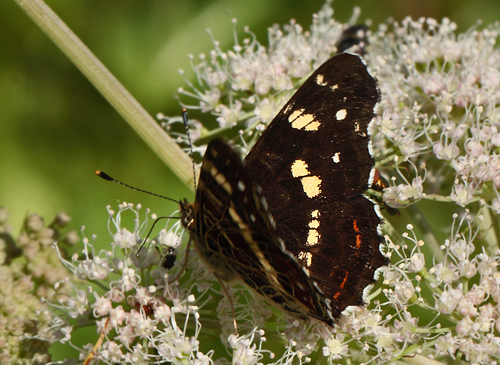 Nldesommerfugl, Araschina levana. Ravnsholte Skov, Sjlland, d. 16 juli 2011. Fotograf Lars Andersen