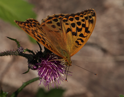 Kejserkåbe, Argynnis paphia hun. Ravnsholt Skov, Hvalsø, Sjælland. d. 16 juli 2011. Fotograf: Lars Andersen