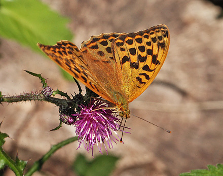 Kejserkbe, Argynnis paphia hun. Ravnsholt Skov, Hvals, Sjlland. d. 16 juli 2011. Fotograf: Lars Andersen