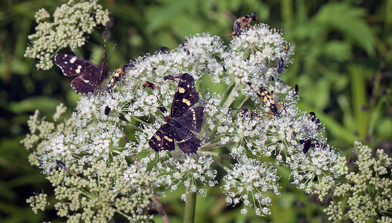 Nldesommerfugl, Araschina levana p Angelik. Ravnsholte Skov, Sjlland, d. 16 juli 2011. Fotograf Lars Andersen