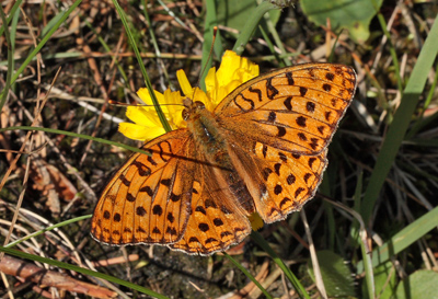 Skovperlemorsommerfugl, Argynnis adippe han. Yssemose, Hvals Skovene, Midtsjlland. 16 juli 2011. Fotograf: Lars Andersen