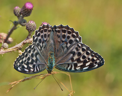 Kejserkbe, Argynnis paphia hun, form: valezina. Mellemskoven, Falster. d. 16 juli 2011. Fotograf: Lars Andersen