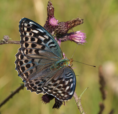 Kejserkbe, Argynnis paphia hun, form: valezina. Mellemskoven, Falster. d. 16 juli 2011. Fotograf: Lars Andersen