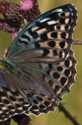 Kejserkbe, Argynnis paphia hun, form: valezina. Mellemskoven, Falster. d. 16 juli 2011. Fotograf: Lars Andersen