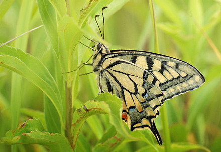 Svalehale, Papilio machaon han. Amager Flled. d. 16 juli 2011. Fotograf: Lars Andersen