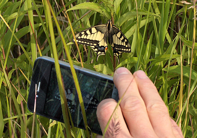 Svalehale, Papilio machaon han. Amager Flled. d. 16 juli 2011. Fotograf: Lars Andersen