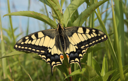 Svalehale, Papilio machaom han. Amager Fælled. d. 16 juli 2011. Fotograf: Lars Andersen