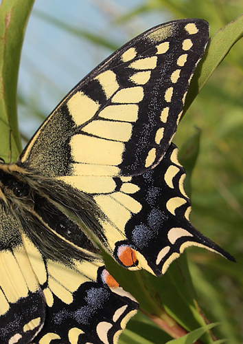 Svalehale, Papilio machaon han. Amager Flled. d. 16 juli 2011. Fotograf: Lars Andersen