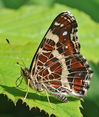 Nldesommerfugl, Araschina levana f. prosa han. Hindemade, Haderslev d. 26 juli 2011. Fotograf; John Vergo