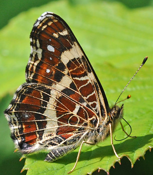 Nldesommerfugl, Araschina levana f. prosa han. Hindemade, Haderslev d. 26 juli 2011. Fotograf; John Vergo