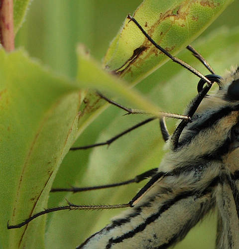 Svalehale, Papilio machaon han. Amager Flled. d. 16 juli 2011. Fotograf: Lars Andersen