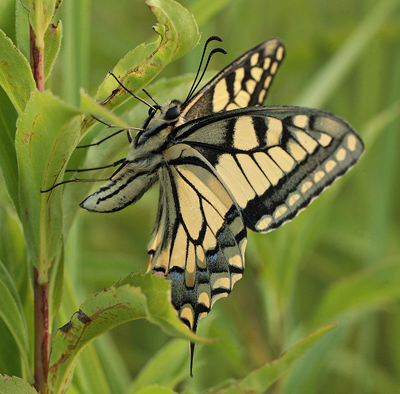 Svalehale, Papilio machaon han. Amager Flled. d. 16 juli 2011. Fotograf: Lars Andersen