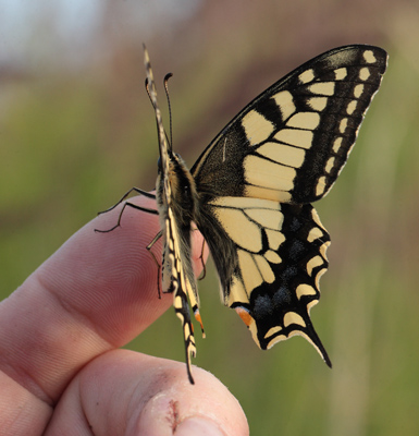 Svalehale, Papilio machaon han. Amager Fælled. d. 16 juli 2011. Fotograf: Lars Andersen