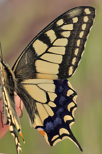 Svalehale, Papilio machaon han. Amager Flled. d. 16 juli 2011. Fotograf: Lars Andersen