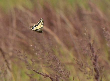 Svalehale, Papilio machaon han. Amager Flled. d. 17 juli 2011. Fotograf: Lars Andersen