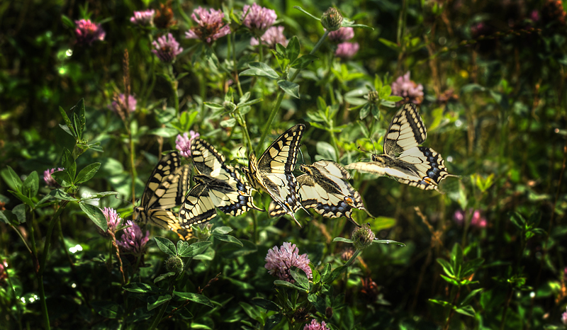 Svalehale, Papilio machaon han. Amager Flled. d. 17 juli 2011. Fotograf: Lars Andersen