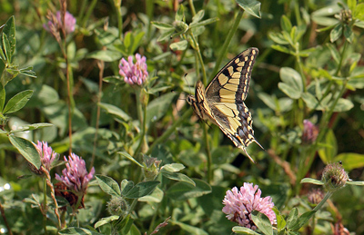 Svalehale, Papilio machaon han. Amager Flled. d. 17 juli 2011. Fotograf: Lars Andersen