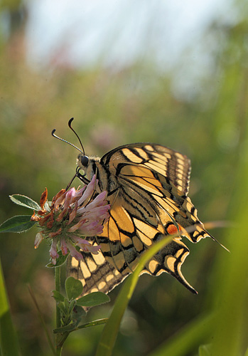 Svalehale, Papilio machaon han. Amager Flled. d. 17 juli 2011. Fotograf: Lars Andersen