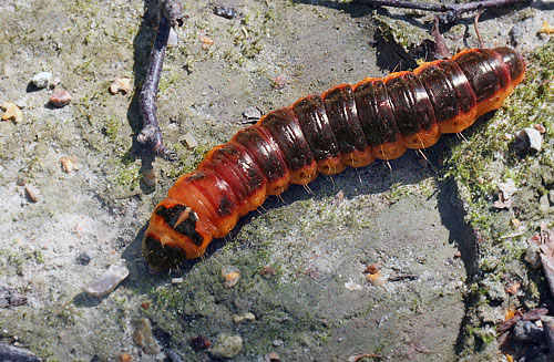 Rdorm, Cossus cossus larve. Pinseskoven d. 21 august 2011. Fotograf; Lars Andersen