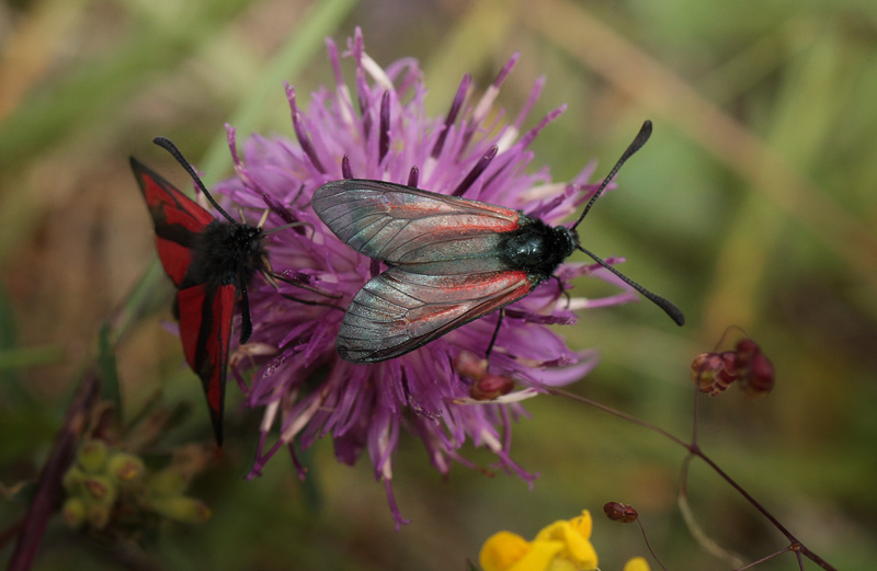 Timiankllesvrmer, Zygaena purpuralis. Hvbleget d. 3 juli - 2011. Fotograf: Lars Andersen