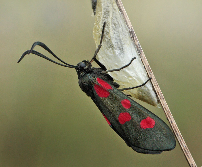 Femplettet Kllesvrmer, Zygaena lonicerae.  Hvblege, Mn  d. 30 juni - 2011. Fotograf: Lars Andersen