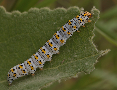 Shargacucullia verbasci (Linnaeus, 1758). Mn d. 30 juni 2011. Fotograf: Lars Andersen. Siden 1978 har det vret drmmearten for mig at f at se denne sjldne noctuide larve en gang i mit liv!