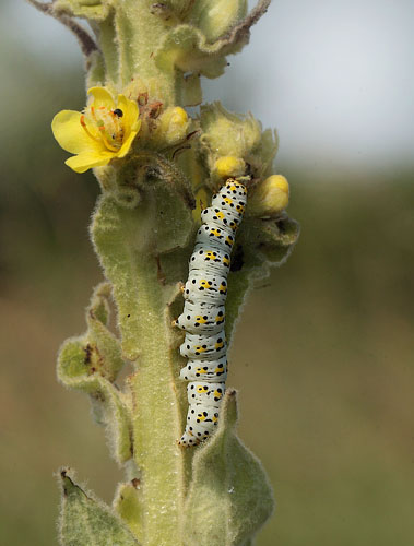 Shargacucullia verbasci (Linnaeus, 1758). Mn d. 3 juli 2011. Fotograf: Lars Andersen. Siden 1978 har det vret drmmearten for mig at f at se denne sjldne noctuide larve en gang i mit liv!
