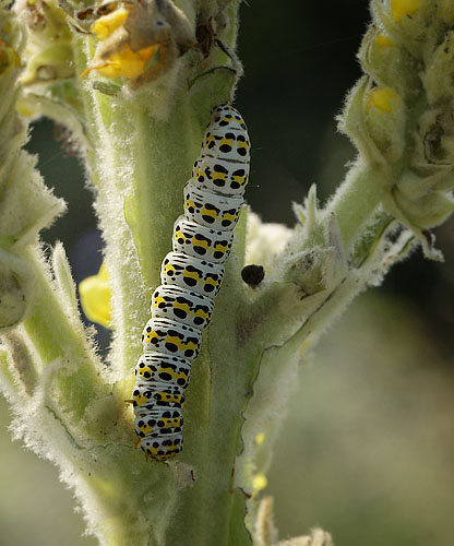 Shargacucullia verbasci (Linnaeus, 1758). Mn d. 3 juli 2011. Fotograf: Lars Andersen. Siden 1978 har det vret drmmearten for mig at f at se denne sjldne noctuide larve en gang i mit liv!