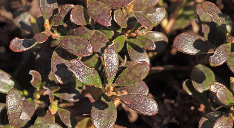 Hedemelbrris, Arctostaphylos uva-ursi. Dejbjerg Hede, Vestjylland, Danmark d. 8 maj 2011. Fotograf; Lars Andersen