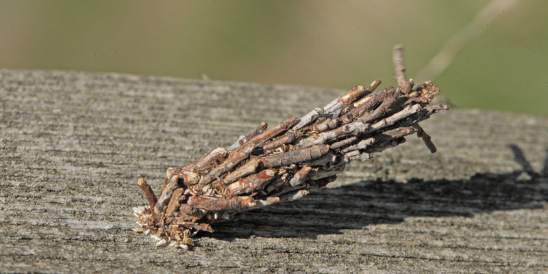 Stor Stråsækbærer, Pachythelia villosella. . Sydvestjylland d. 8 maj 2011. Fotograf; Lars Andersen