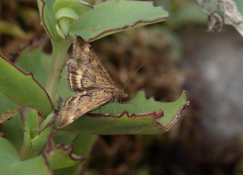 Pyrausta aerealis. Ålebæk Strand, Møn d. 3 juli 2011. Fotograf; Lars Andersen