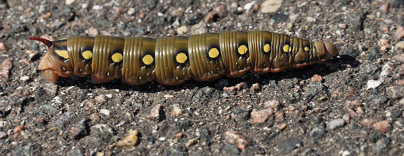 Snerresværmer, Hyles gallii (Rottemburg, 1775) larve i sidste stadie. Koklapperne, vestlig Amager  d. 20 august 2011. Fotograf: Lars Andersen