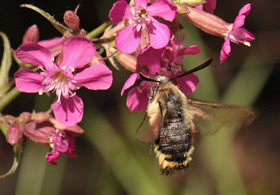 Smalrandet Humlebisværmer, Hemaris tityus. Stenholt Skov, Engesvang, Midtjylland, Danmark. d. 5 Juni 2011. Fotograf: Lars Andersen