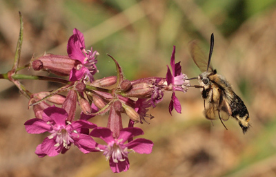 Smalrandet Humlebisvrmer, Hemaris tityus. Stenholt Skov, Engesvang, Midtjylland, Danmark. d. 5 Juni 2011. Fotograf: Lars Andersen