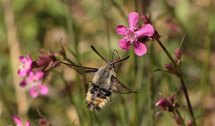 Smalrandet Humlebisværmer, Hemaris tityus. Stenholt Skov, Engesvang, Midtjylland, Danmark. d. 5 Juni 2011. Fotograf: Lars Andersen