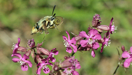 Smalrandet Humlebisværmer, Hemaris tityus. Stenholt Skov, Engesvang, Midtjylland, Danmark. d. 5 Juni 2011. Fotograf: Lars Andersen